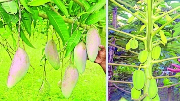 দিনাজপুরে ফুলবাড়ীতে কৃষিতে সফল লাজু